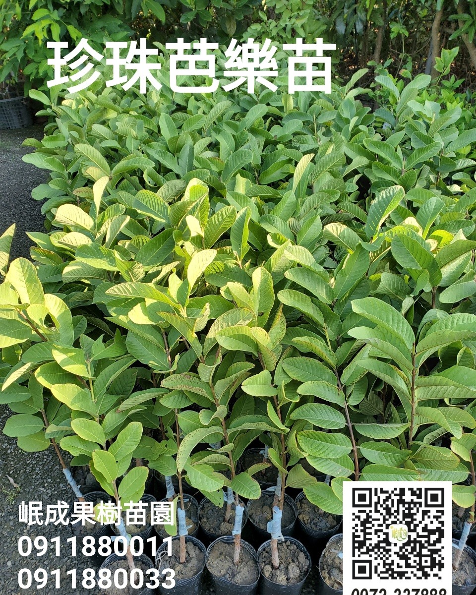 珍珠芭樂苗/燕巢芭樂苗