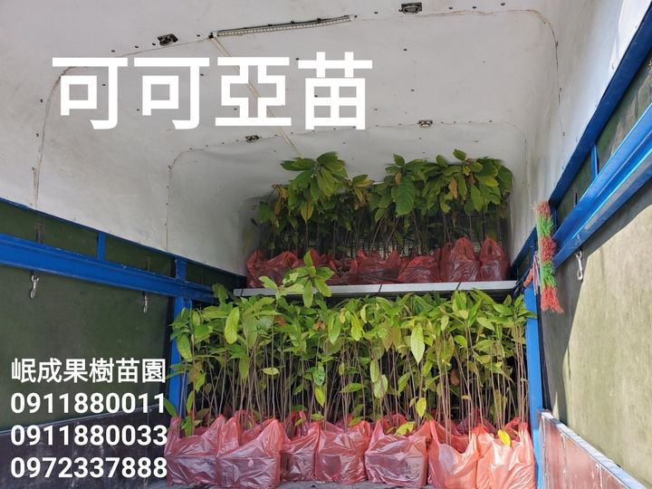 可可亞苗/台灣可可樹/巧克力原料之一