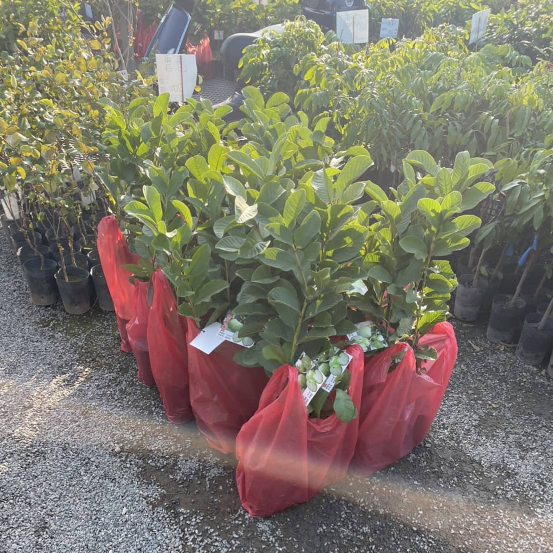 水蜜桃芭樂/水蜜無籽芭樂/珍珠芭樂苗/燕巢芭樂苗