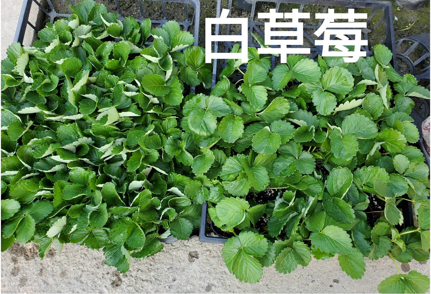 白草莓/天使白草莓