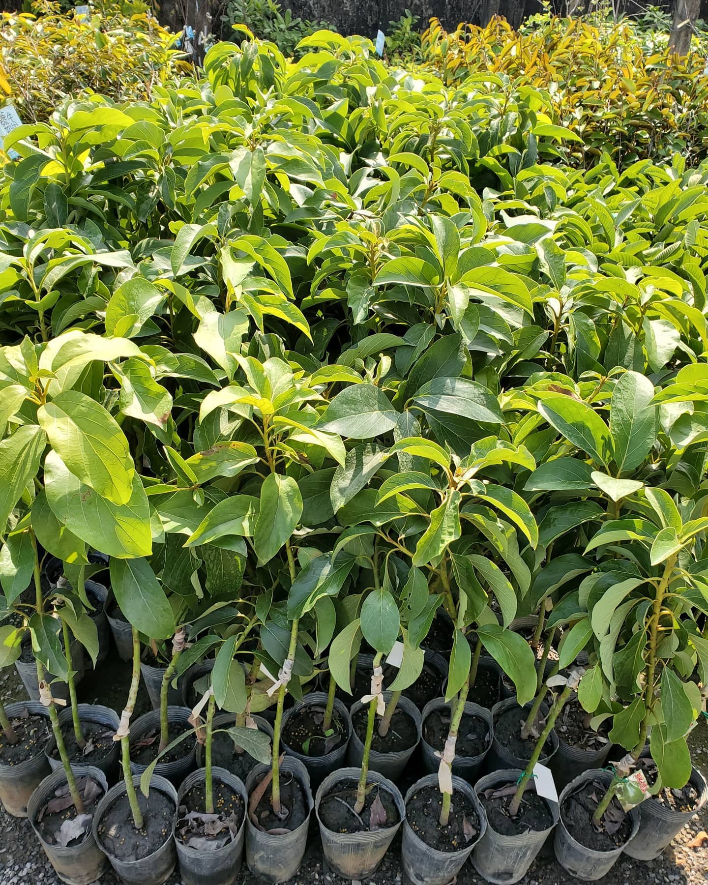 酪梨苗.加林一號.紅心圓.秋可.厚兒.金力士.黑金晚生.嘉選四號.酪梨種苗