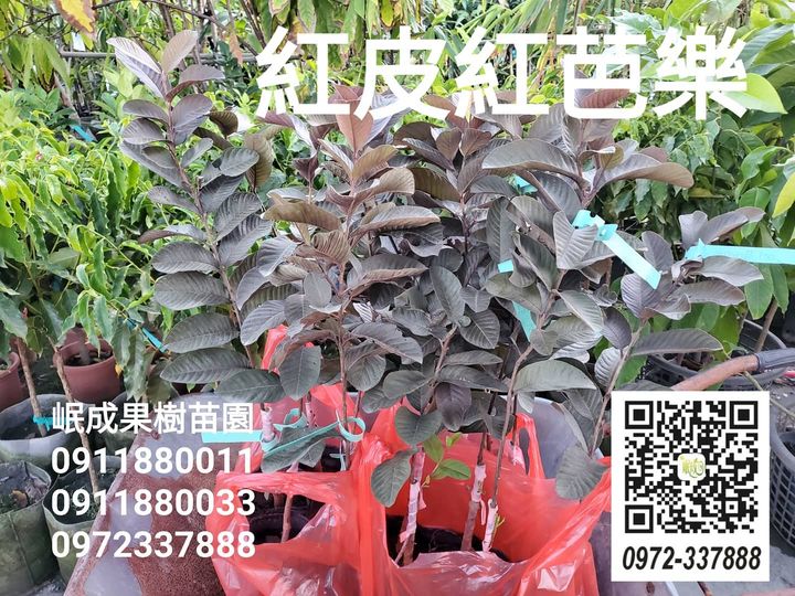 紅皮紅肉芭樂/紅皮芭樂/紅葉芭樂/珍珠芭樂苗/燕巢芭樂苗