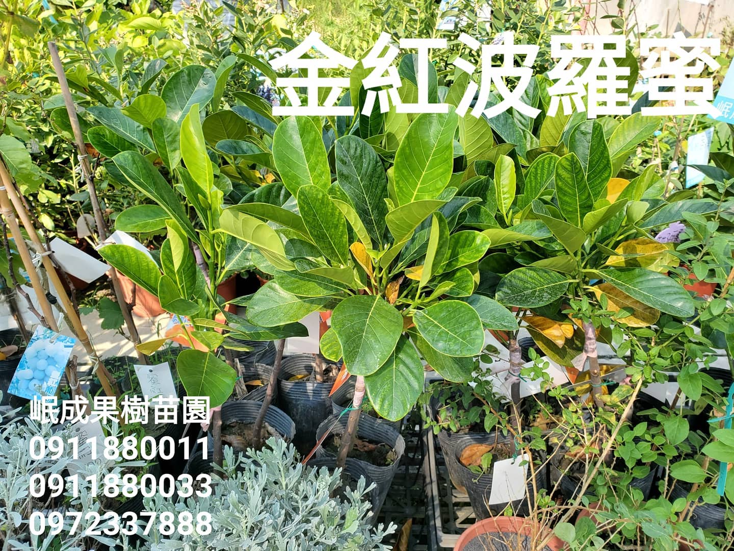 金紅波羅蜜.紅娘.波羅蜜.金紅.泰國紅8