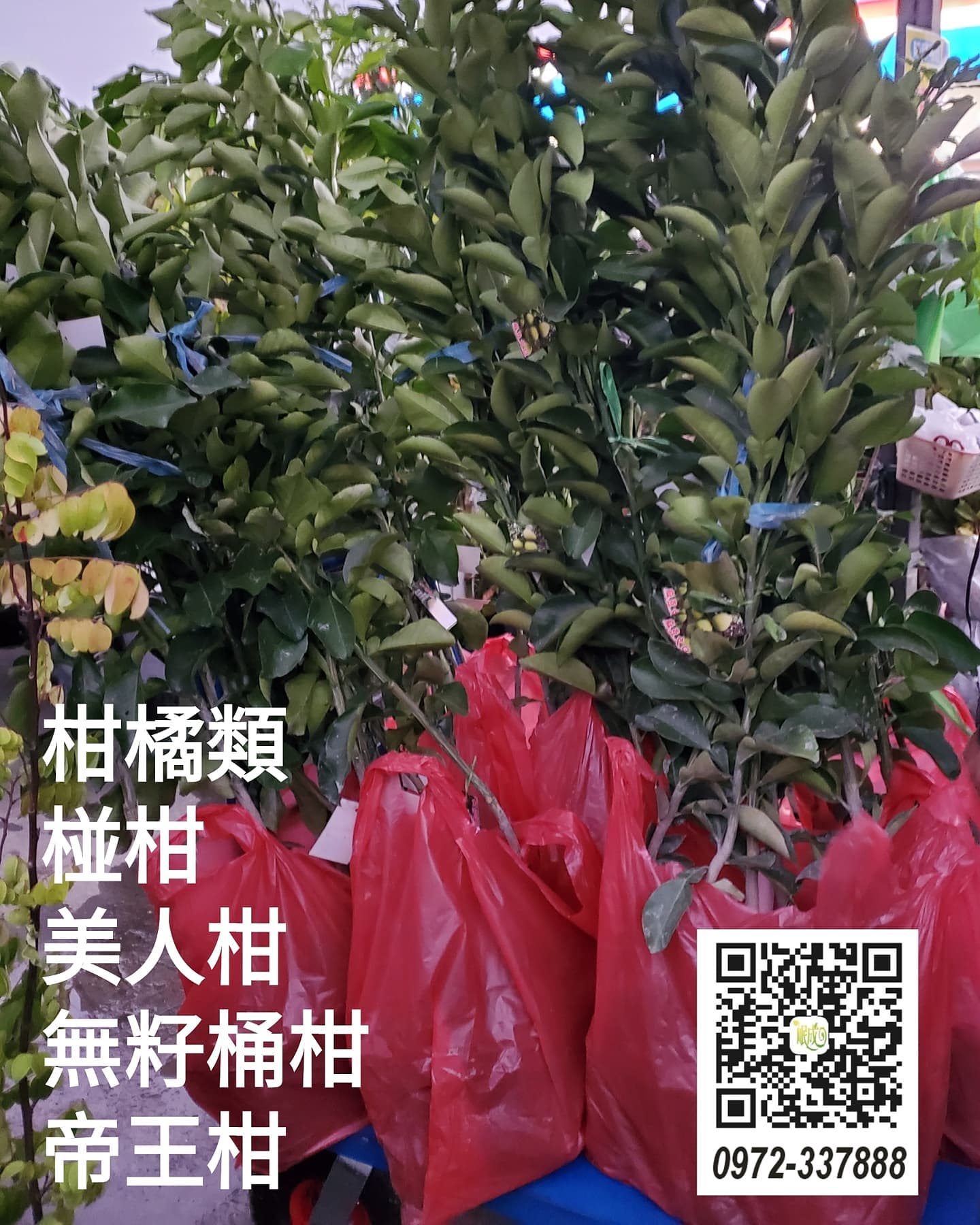 柑橘類/帝王柑/無籽桶柑/美人柑/椪柑/帝王柑/柑柳丁