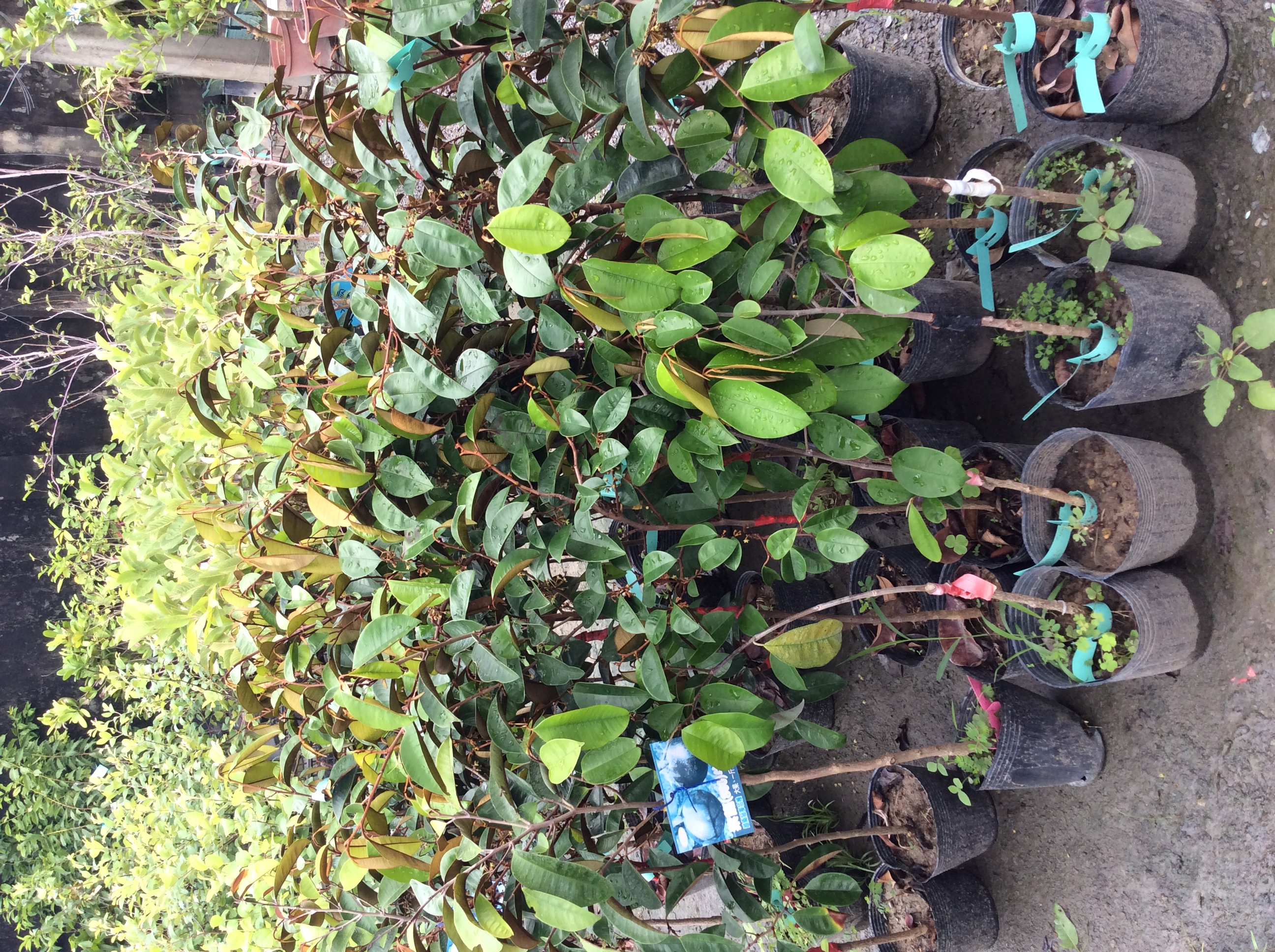 牛奶果苗.紫龍860.扁十六.肉扁扁十六號牛奶果