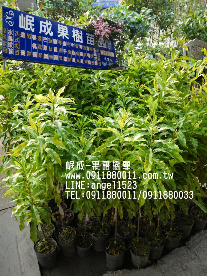 黃金果/大果黃金果/白綿綿黃金果