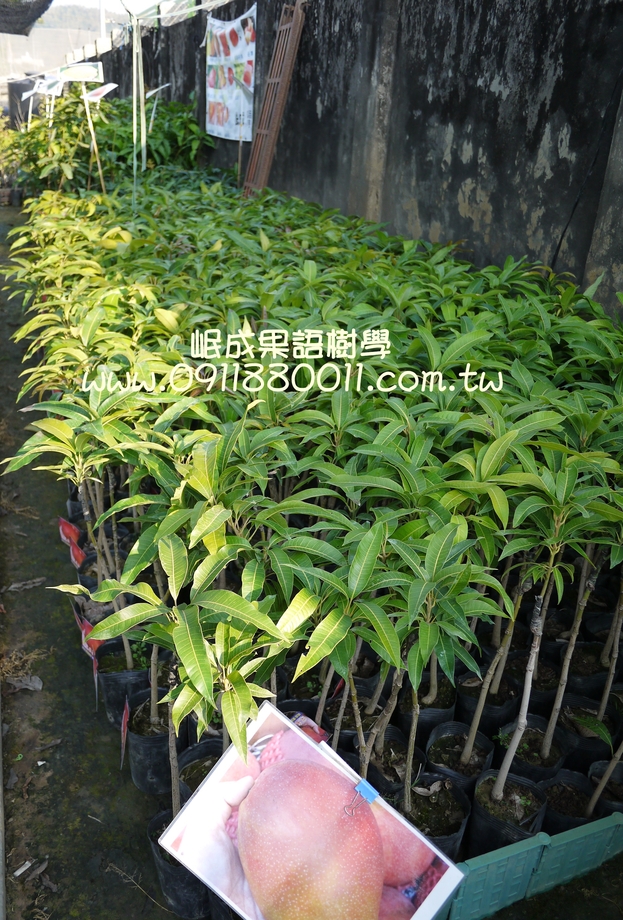 芒果苗/愛文/玉文/金煌/黑香/西施/貴妃/水蜜桃/紅龍/蘋果文/台農一號
