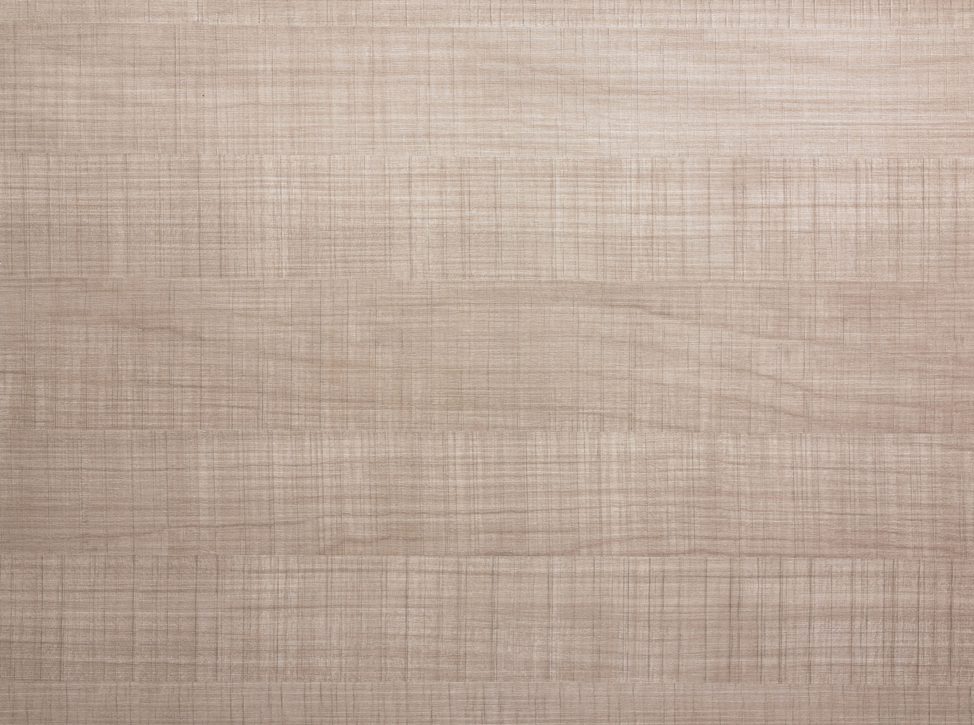 Ｋ1590俄羅斯樺木