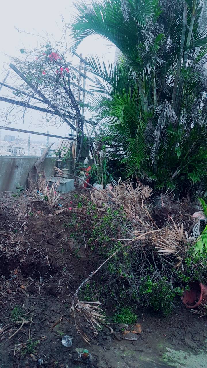 大樓植物景觀花園清運&nbsp;