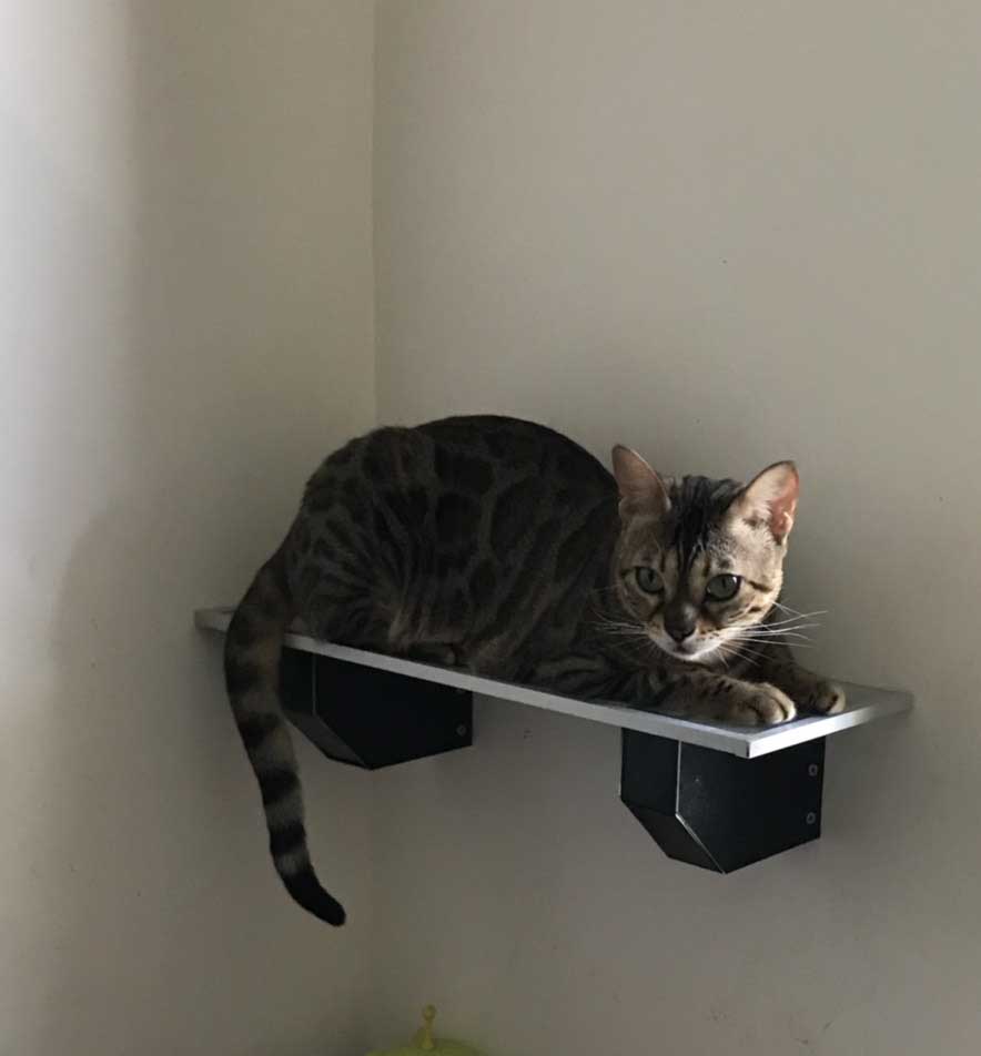 貓跳台3