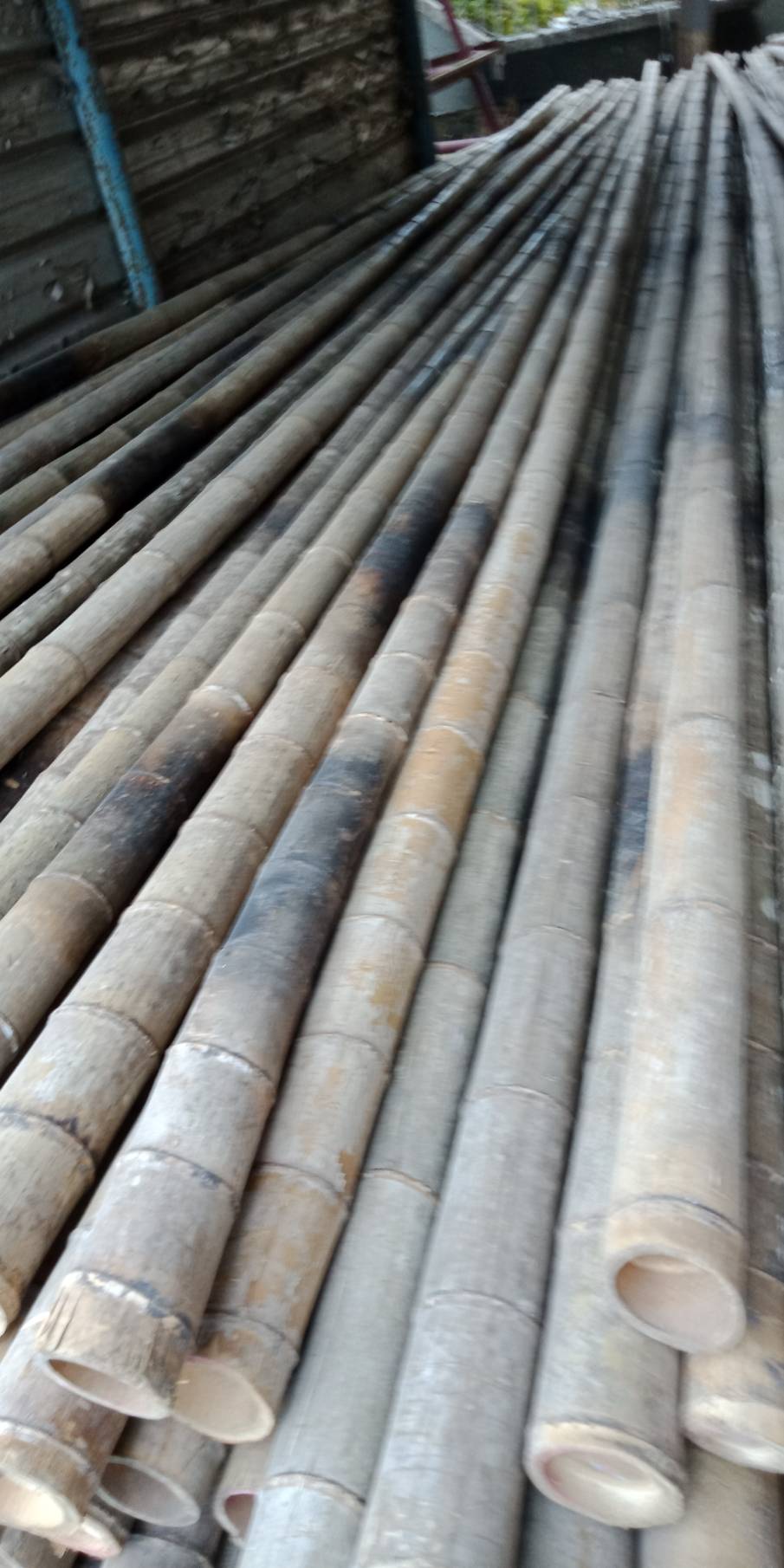 潮州益友農用竹資行-孟宗竹