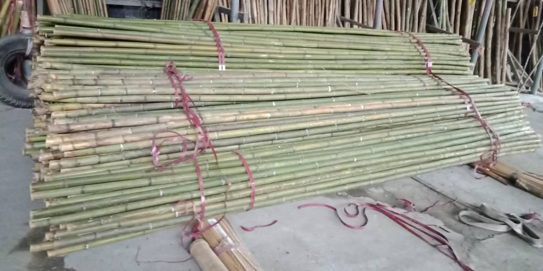 潮州益友農用竹子-桂竹