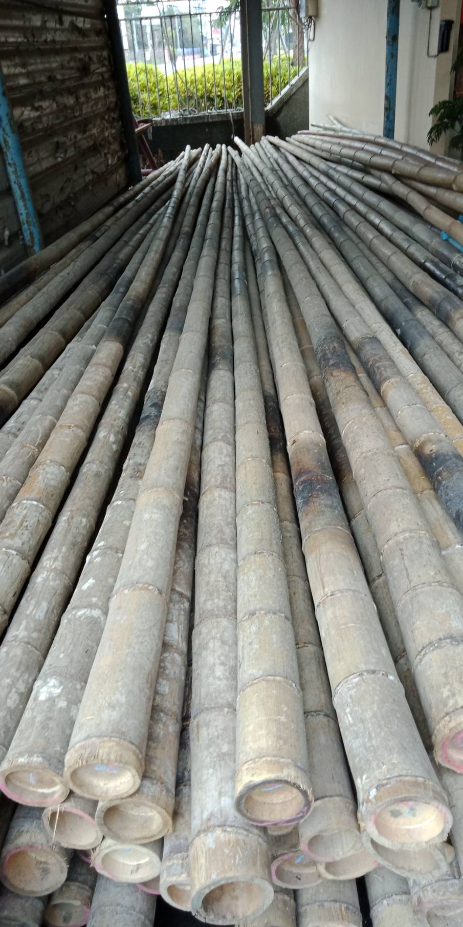 潮州益友農用竹子-孟宗竹