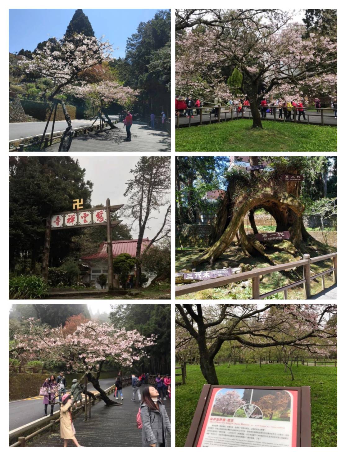 嘉義阿里山包車
