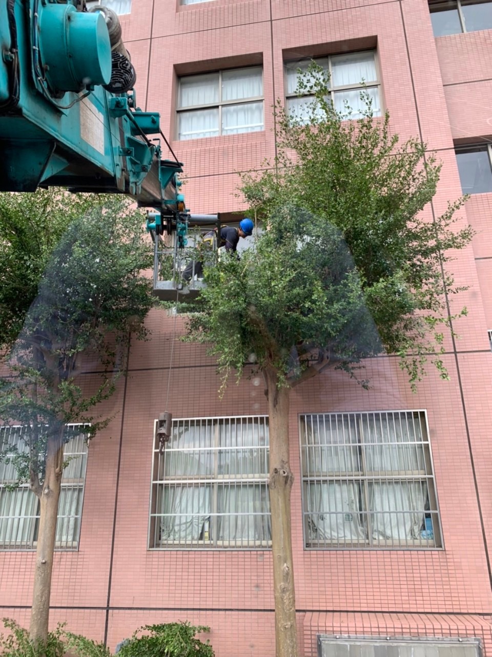 樹木修剪工程