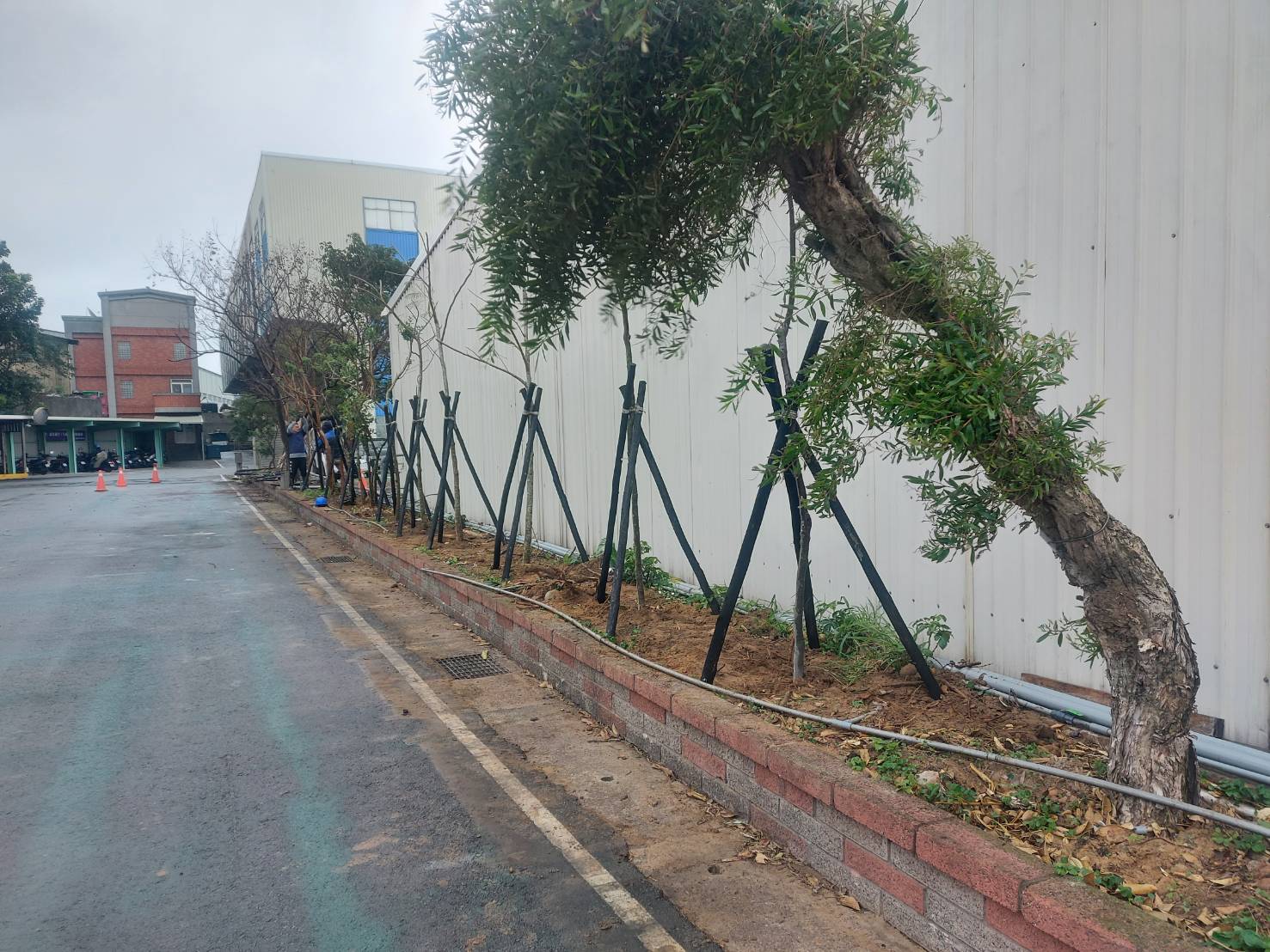種植樹木及綁束工程