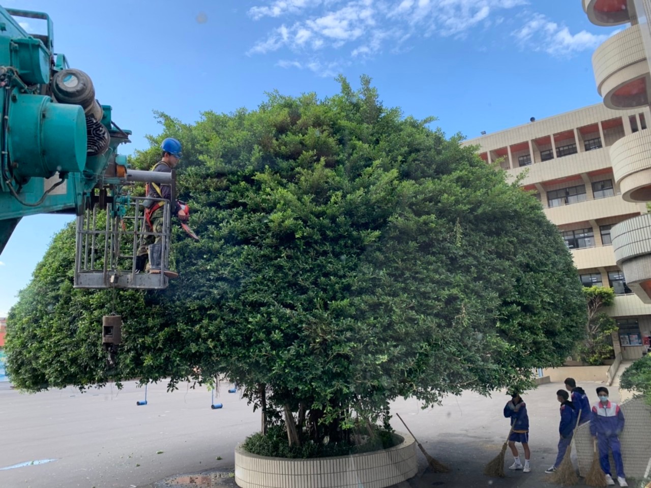 樹木修剪工程