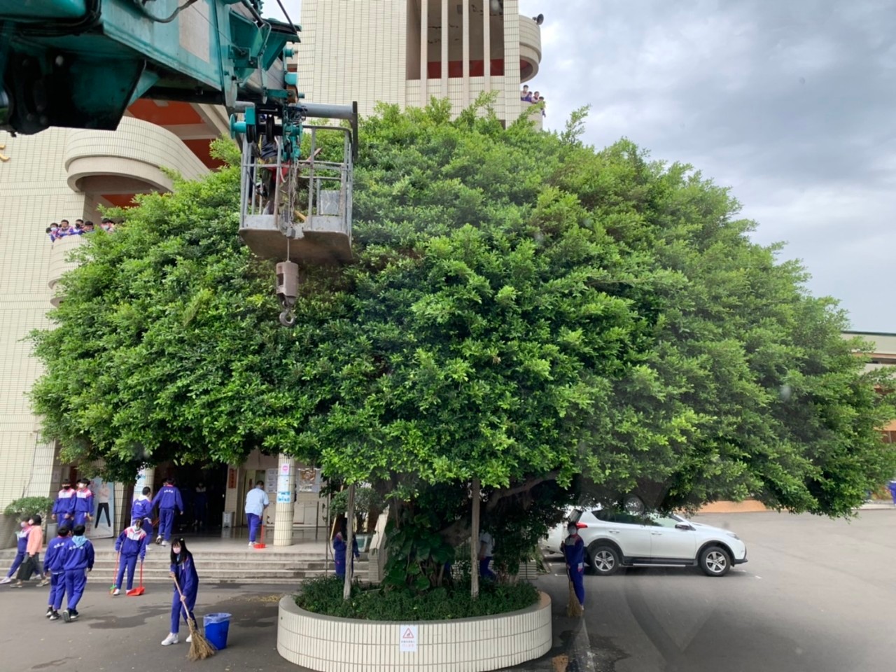 樹木修剪工程