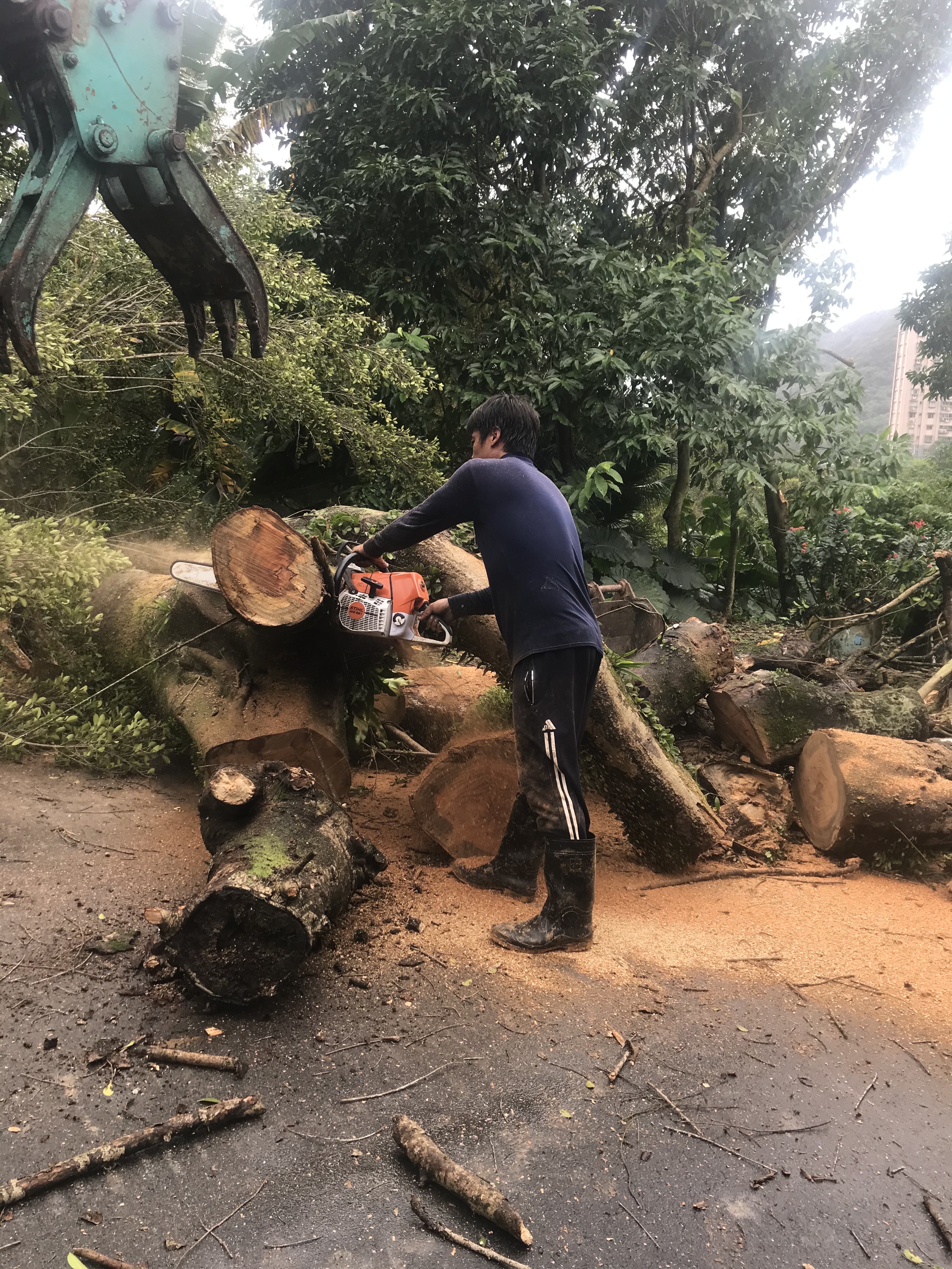 鋸木切除搬遷移走