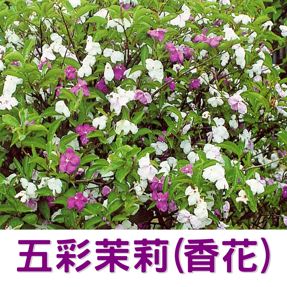 茉莉花