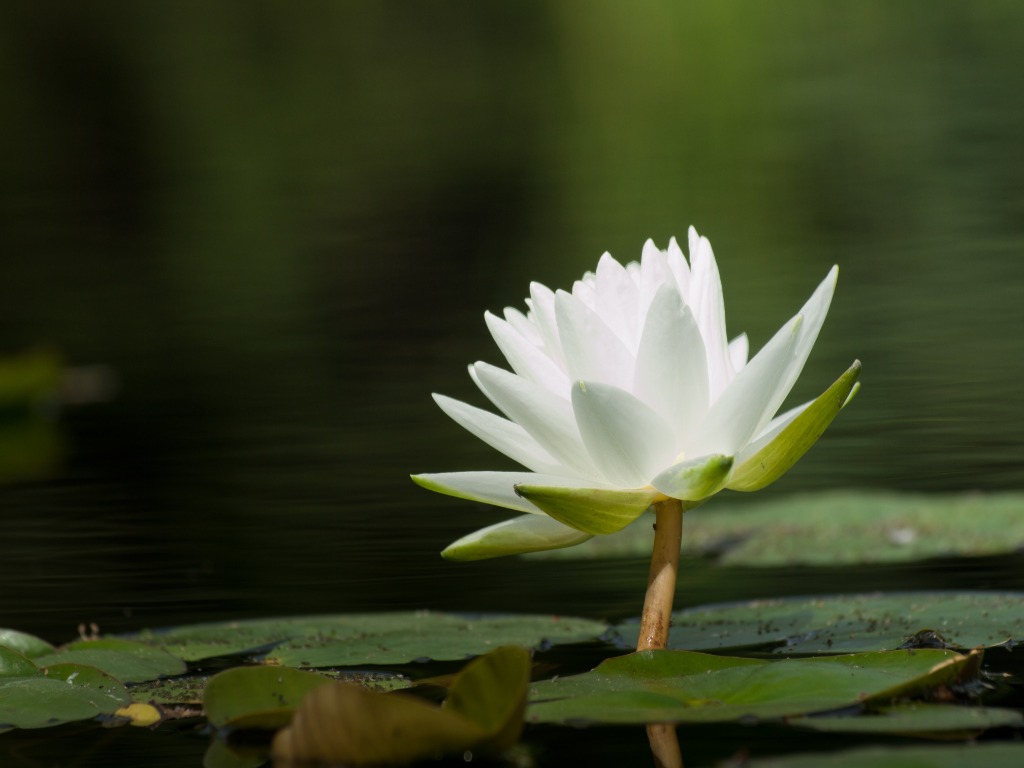 東山禮儀社｜嘉義專業生命禮儀公司