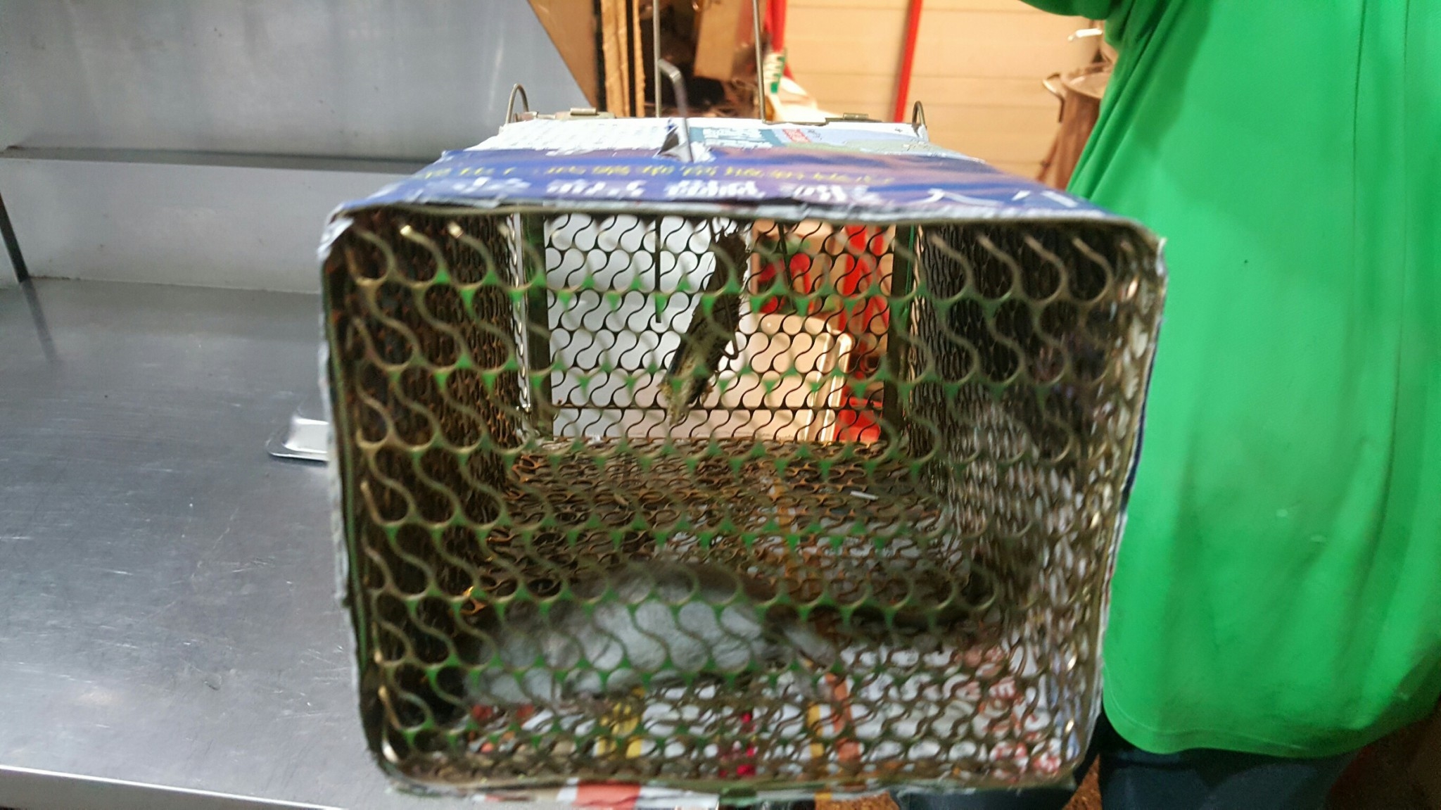 餐廳廚房除蟲消毒