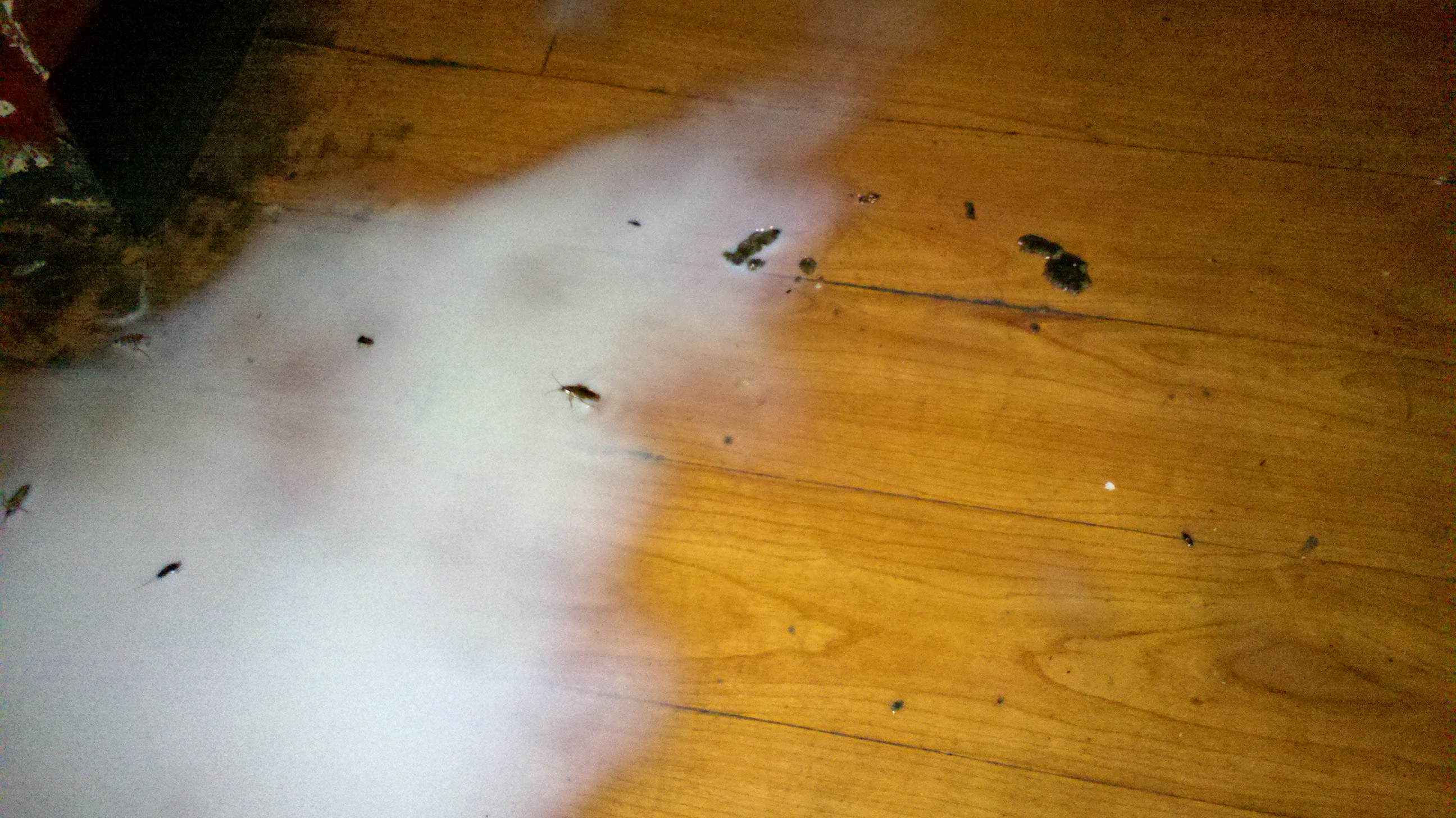 餐飲業消毒除蟲