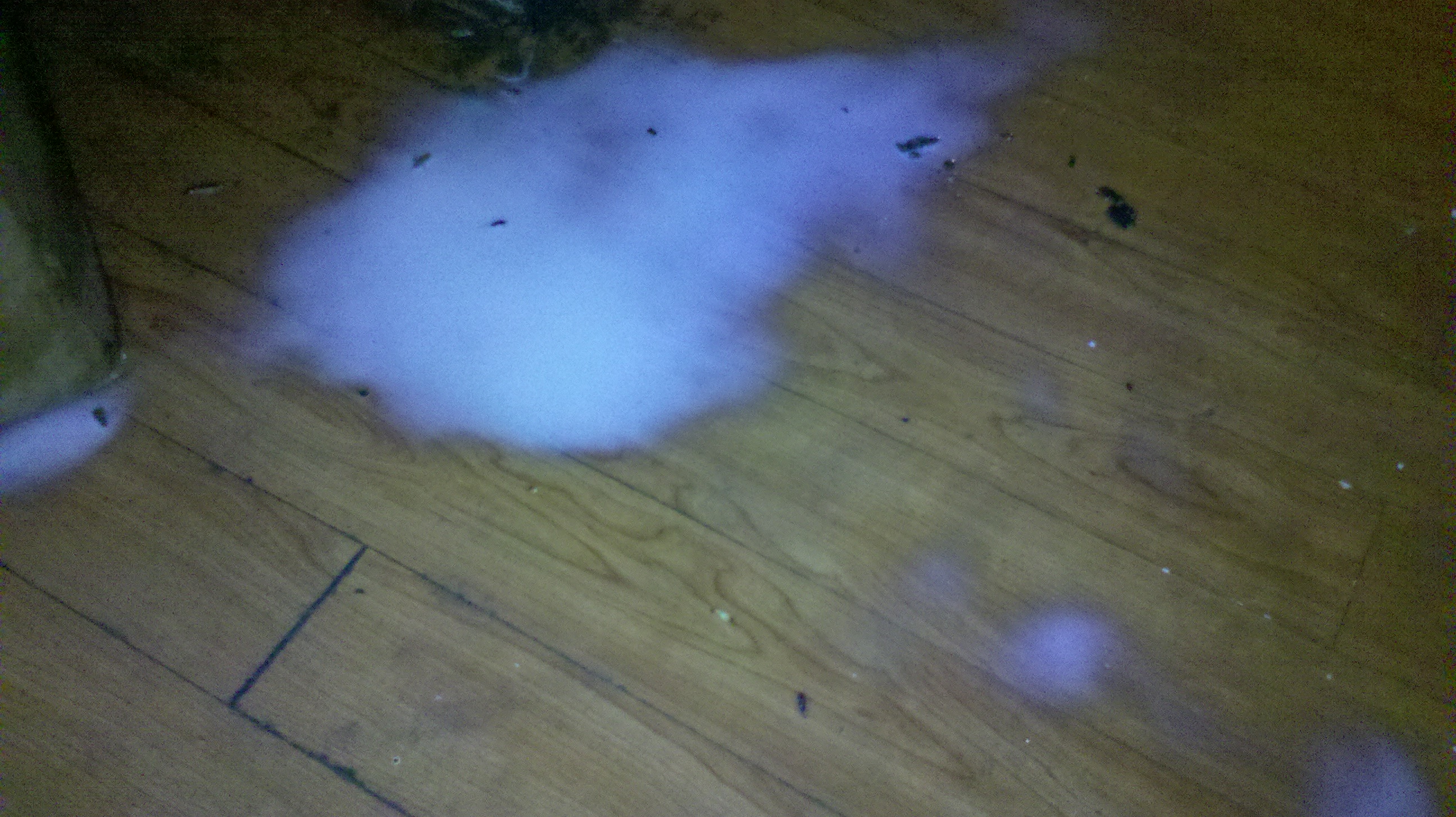 餐飲業消毒除蟲