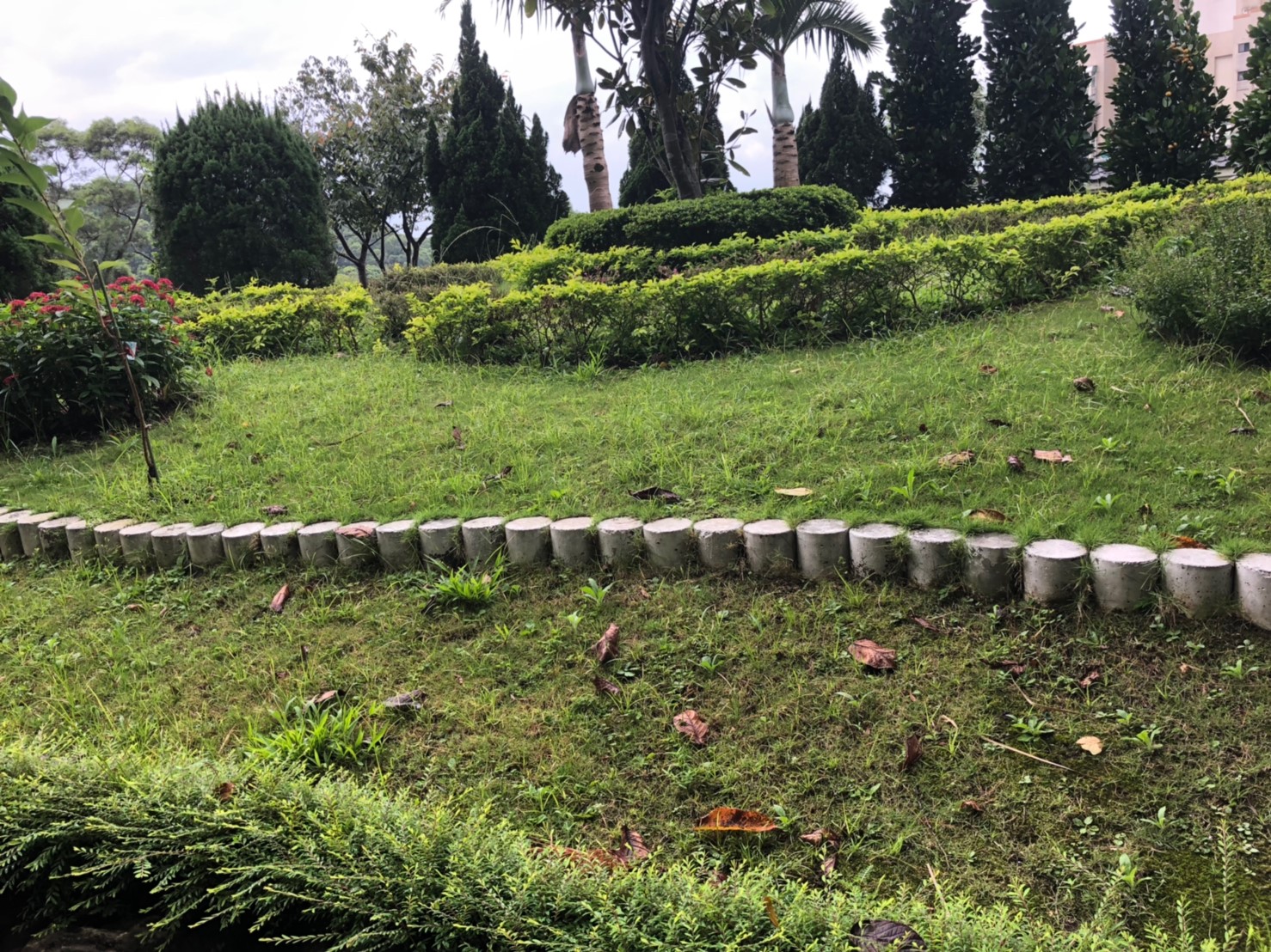 台北社區園藝修剪整理工程-園藝修剪整理,鋸樹矮化作業,花草樹木種植,園藝造園工程,庭院花園整理,割草鋸樹修剪-免費現勘