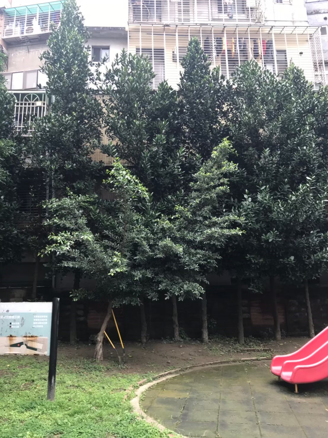 台北新北園藝綠植樹木修剪-園藝修剪整理,鋸樹矮化作業,花草樹木種植,園藝造園工程,庭院花園整理,割草鋸樹修剪-免費現勘