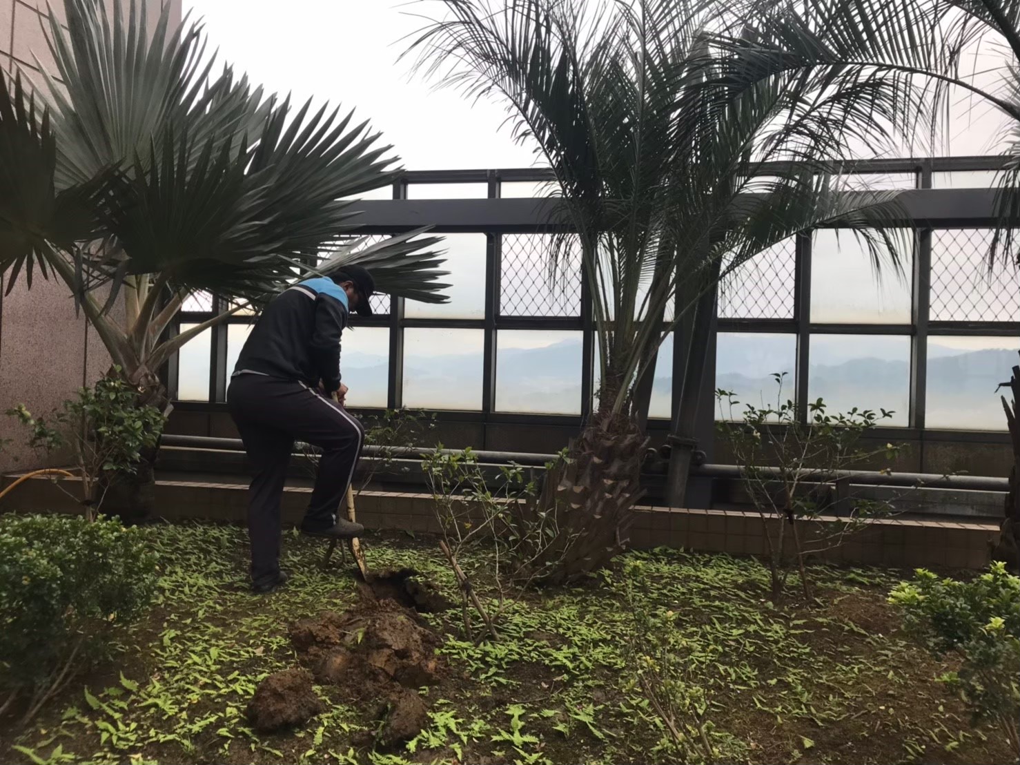 中永和社區住家園藝修剪整理-園藝修剪整理,鋸樹矮化作業,花草樹木種植,園藝造園工程,庭院花園整理,割草鋸樹修剪-免費現勘