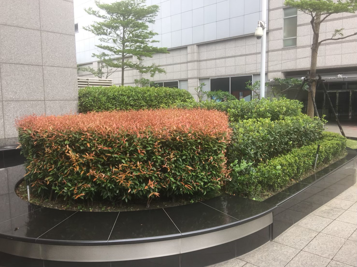 台北公司大樓園藝修剪維護-園藝修剪整理,鋸樹矮化作業,花草樹木種植,園藝造園工程,庭院花園整理,割草鋸樹修剪-免費現勘