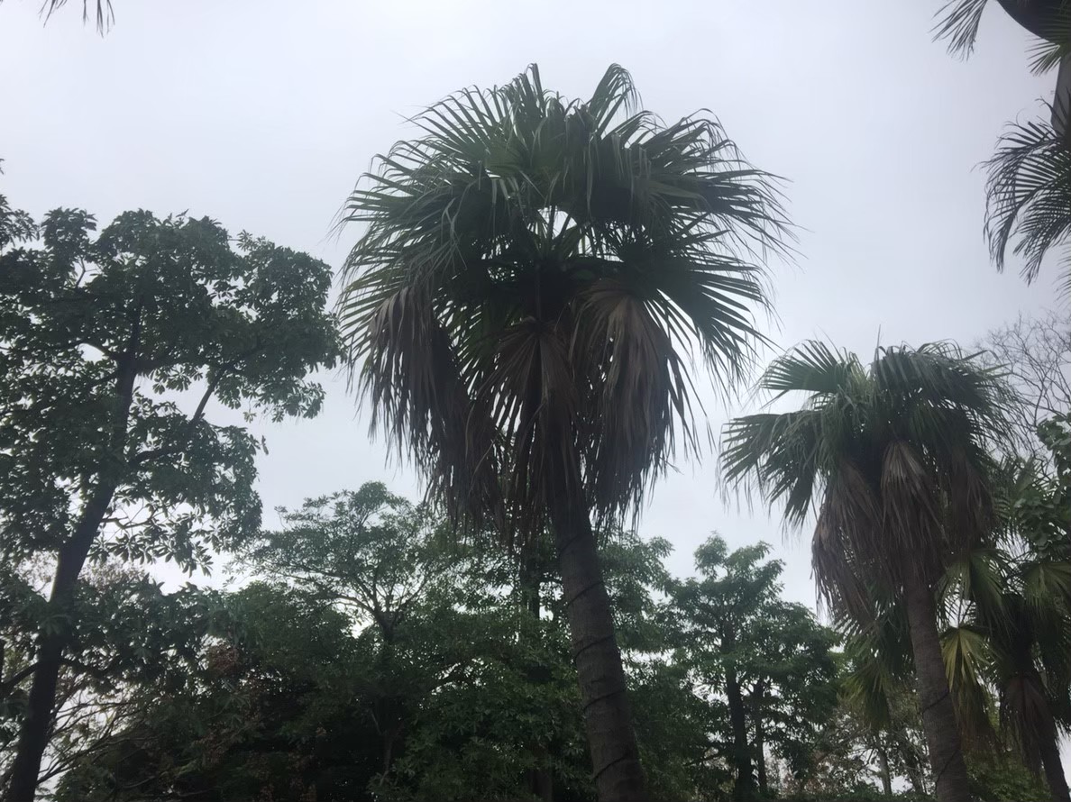 台北市園藝修剪整理-園藝修剪整理,鋸樹矮化作業,花草樹木種植,園藝造園工程,庭院花園整理,割草鋸樹修剪-免費現勘