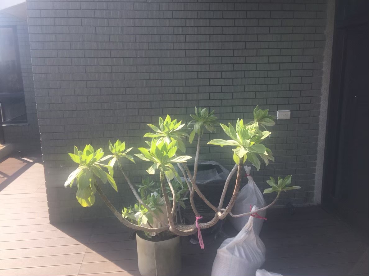 林口住家植栽種植--園藝修剪整理,鋸樹矮化工程,花草樹木種植,造園景觀工程,社區住家庭院園藝整-免費現勘