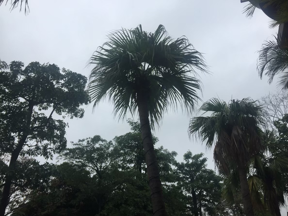 台北市社區園藝修剪整理-園藝修剪整理,鋸樹矮化作業,花草樹木種植,園藝造園工程,庭院花園整理,割草鋸樹修剪-免費現勘