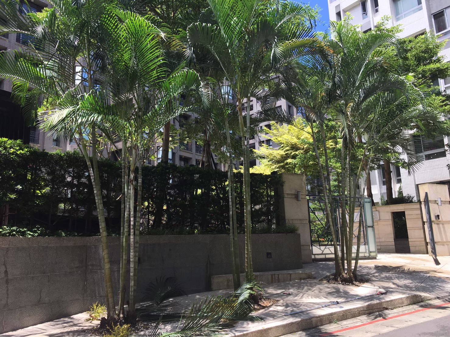 台北內湖社區園藝修剪整理-園藝修剪整理,鋸樹矮化作業,花草樹木種植,園藝造園工程,庭院花園整理,割草鋸樹修剪-免費現勘