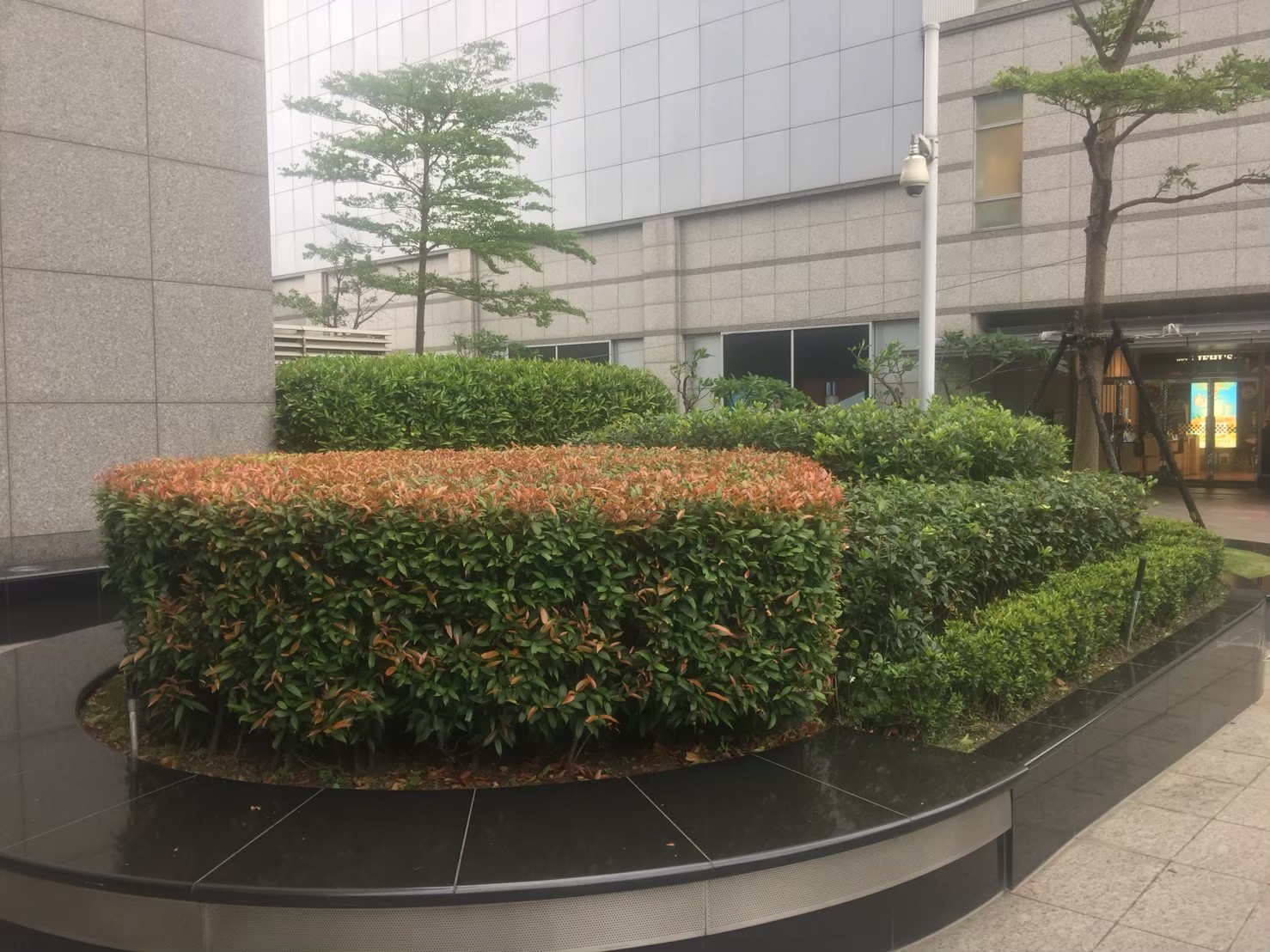 台北公司大樓園藝修剪維護-園藝修剪整理,鋸樹矮化作業,花草樹木種植,園藝造園工程,庭院花園整理,割草鋸樹修剪-免費現勘