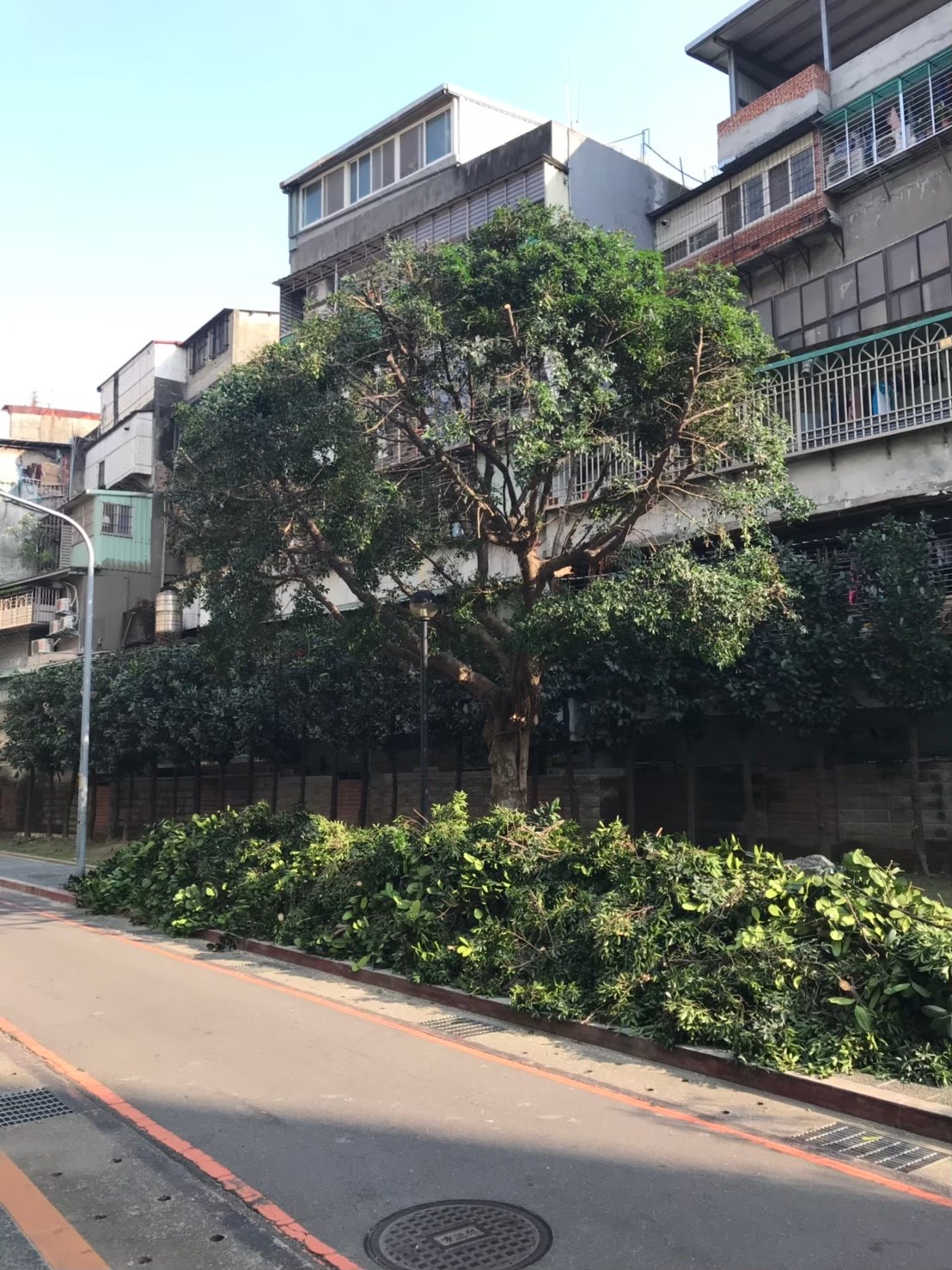 台北新北園藝綠植樹木修剪-園藝修剪整理,鋸樹矮化作業,花草樹木種植,園藝造園工程,庭院花園整理,割草鋸樹修剪-免費現勘