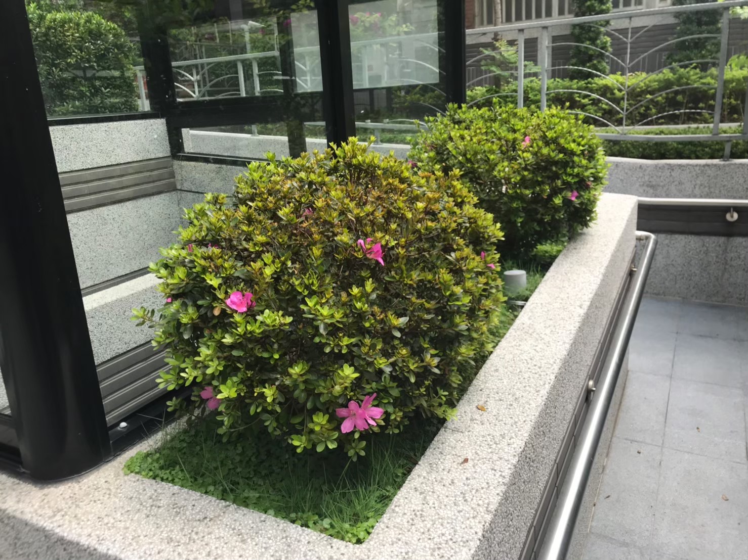 三重社區園藝花台修剪整理-園藝修剪整理,鋸樹矮化作業,花草樹木種植,園藝造園工程,庭院花園整理,割草鋸樹修剪-免費現勘