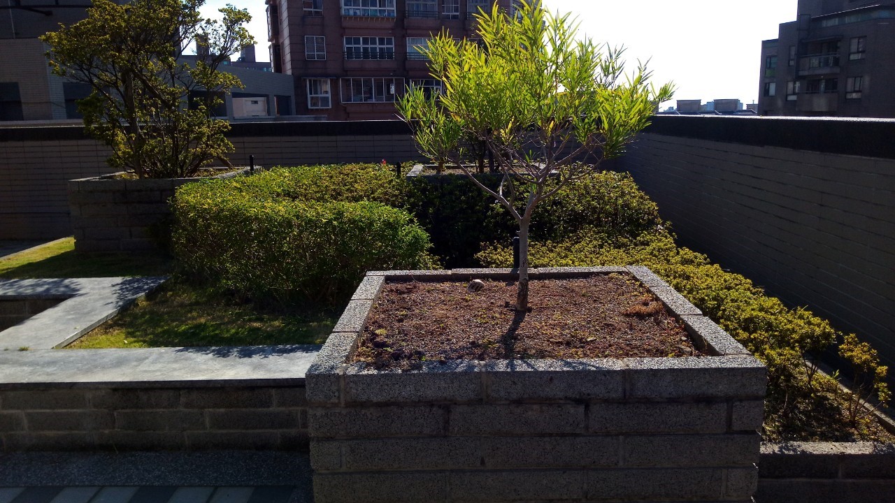 淡水八里社區園藝修剪整理工程-園藝修剪整理,鋸樹矮化作業,花草樹木種植,園藝造園工程,庭院花園整理,割草鋸樹修剪-免費現勘