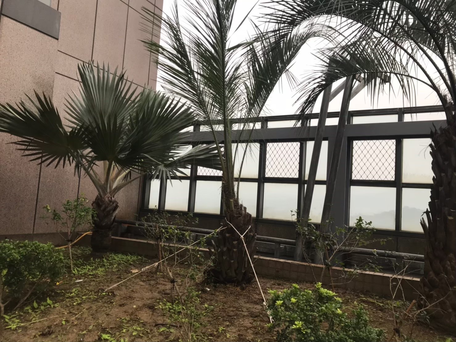 中永和社區住家園藝修剪整理-園藝修剪整理,鋸樹矮化作業,花草樹木種植,園藝造園工程,庭院花園整理,割草鋸樹修剪-免費現勘