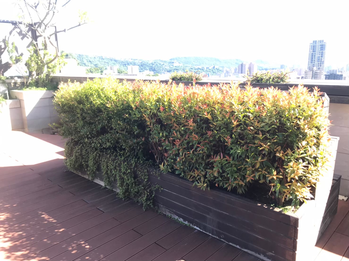 台北新北園藝綠植修剪整理-園藝修剪整理,鋸樹矮化作業,花草樹木種植,園藝造園工程,庭院花園整理,割草鋸樹修剪-免費現勘