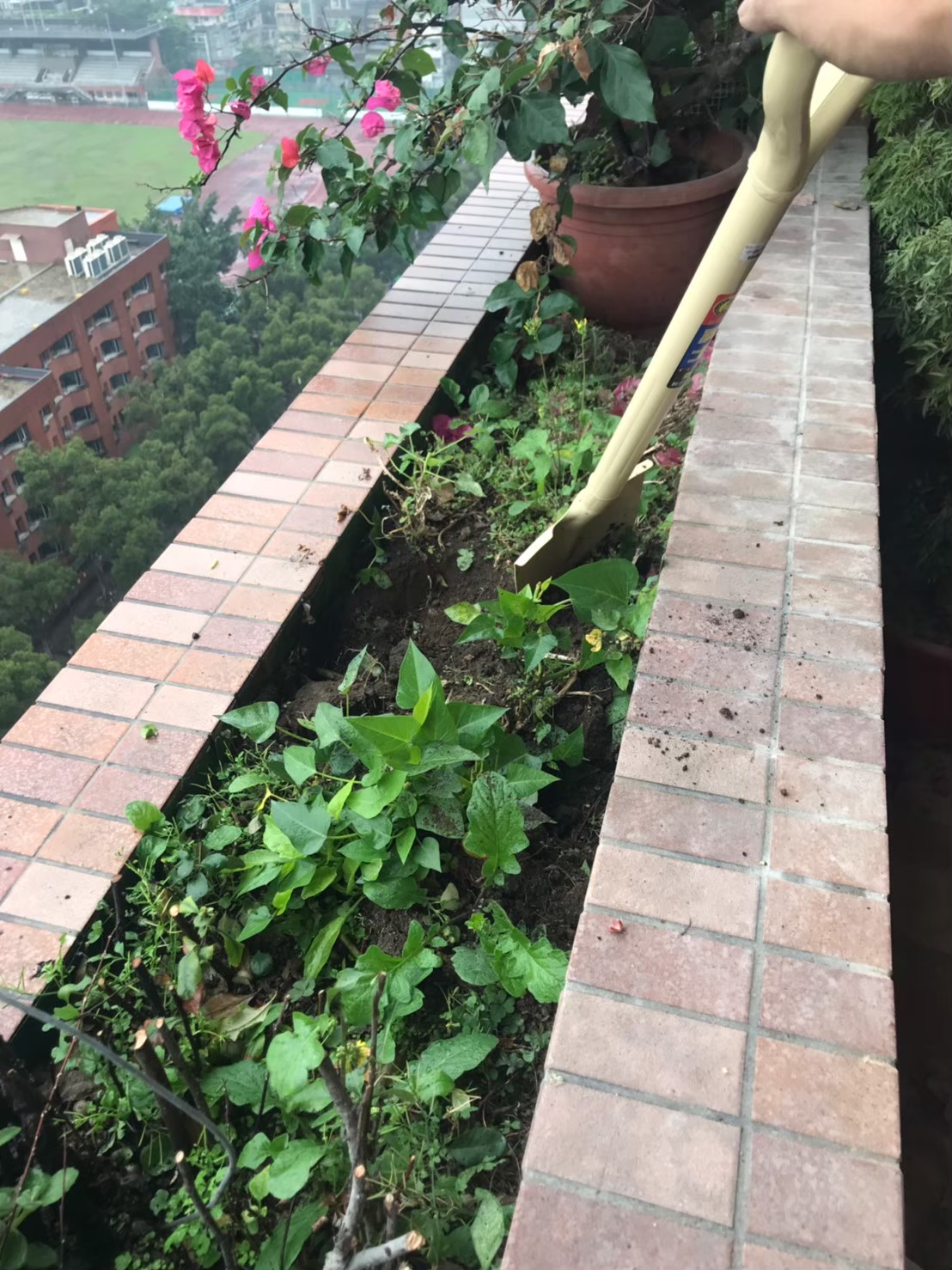 台北住家花台綠植種植整理-園藝修剪整理,鋸樹矮化工程,花草樹木種植,造園景觀工程社區住家庭院園藝整-免費現勘