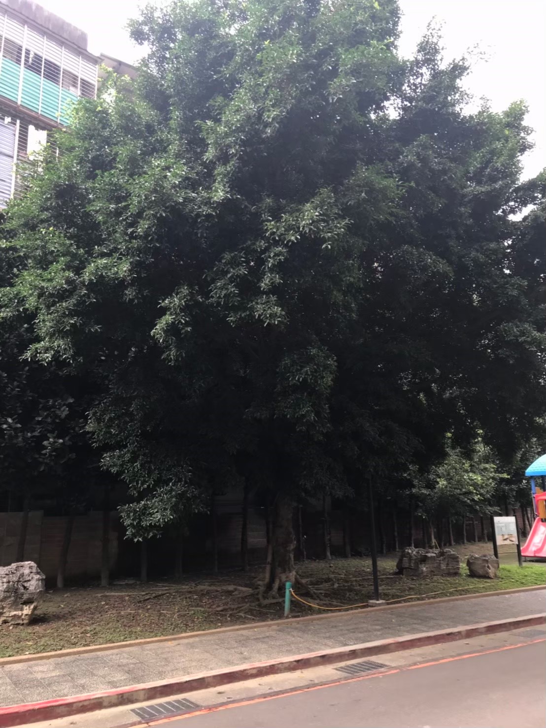 台北新北園藝綠植樹木修剪-園藝修剪整理,鋸樹矮化作業,花草樹木種植,園藝造園工程,庭院花園整理,割草鋸樹修剪-免費現勘