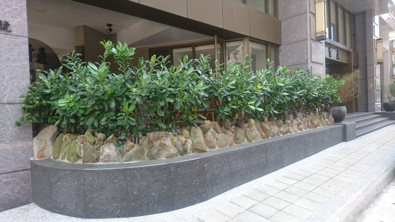 新店三峽園藝修剪割草整理-園藝修剪整理,鋸樹矮化作業,花草樹木種植,園藝造園工程,庭院花園整理,割草鋸樹修剪-免費現勘