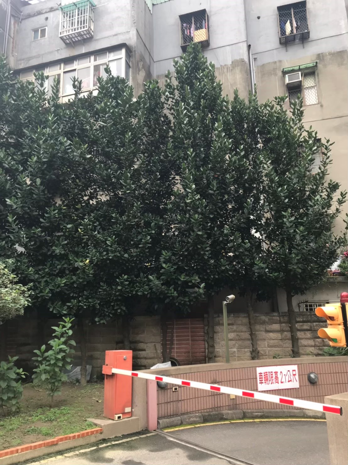 台北新北園藝綠植樹木修剪-園藝修剪整理,鋸樹矮化作業,花草樹木種植,園藝造園工程,庭院花園整理,割草鋸樹修剪-免費現勘