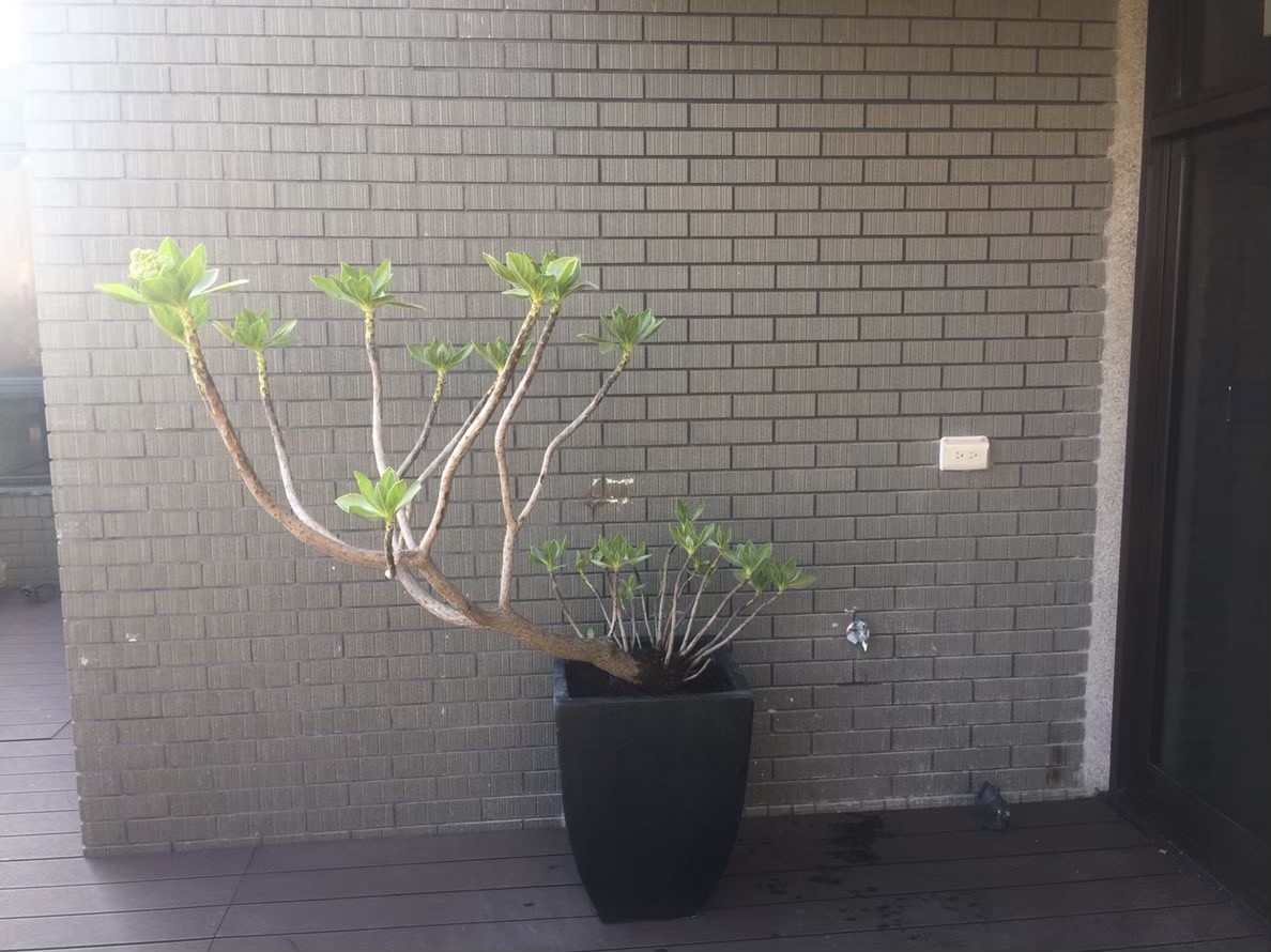 林口住家植栽種植--園藝修剪整理,鋸樹矮化工程,花草樹木種植,造園景觀工程,社區住家庭院園藝整-免費現勘