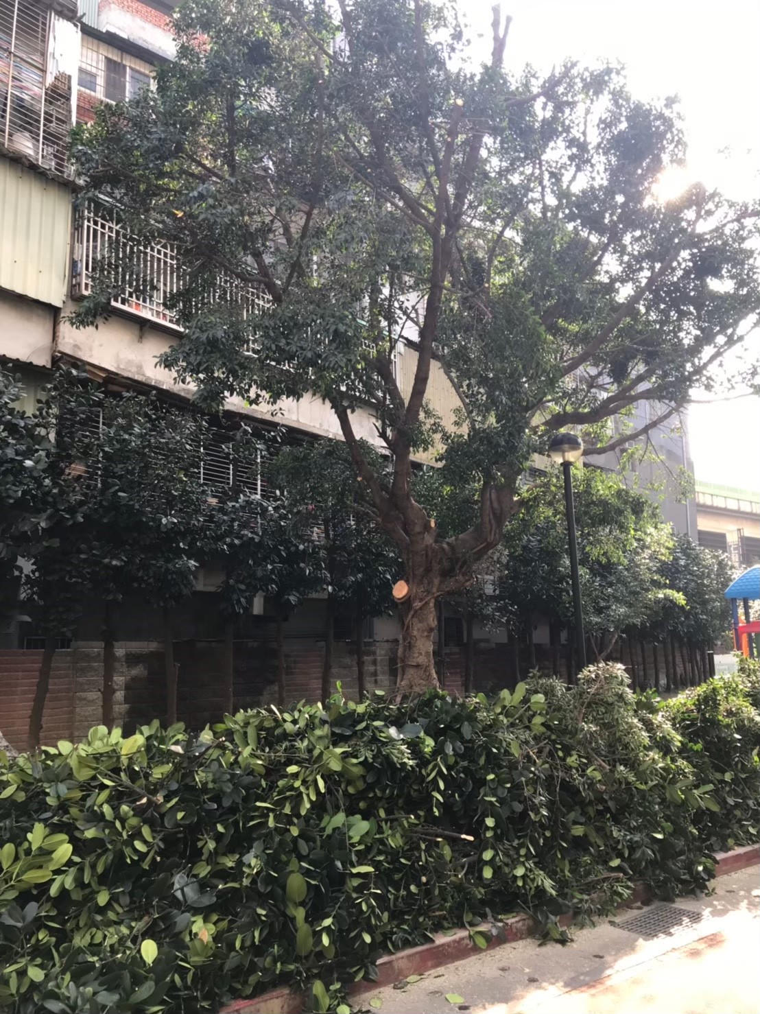 台北新北園藝綠植樹木修剪-園藝修剪整理,鋸樹矮化作業,花草樹木種植,園藝造園工程,庭院花園整理,割草鋸樹修剪-免費現勘