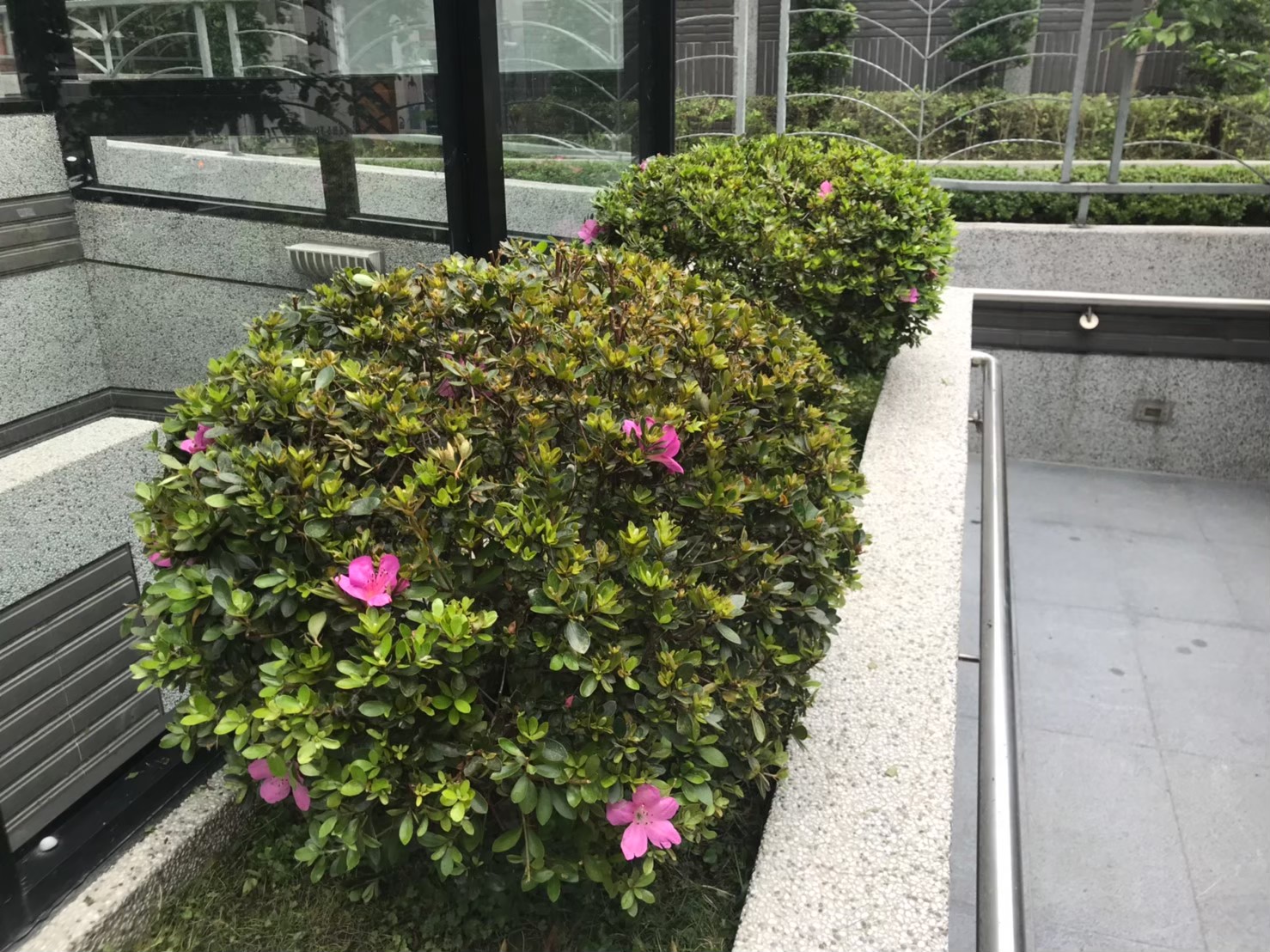 三重社區園藝花台修剪整理-園藝修剪整理,鋸樹矮化作業,花草樹木種植,園藝造園工程,庭院花園整理,割草鋸樹修剪-免費現勘