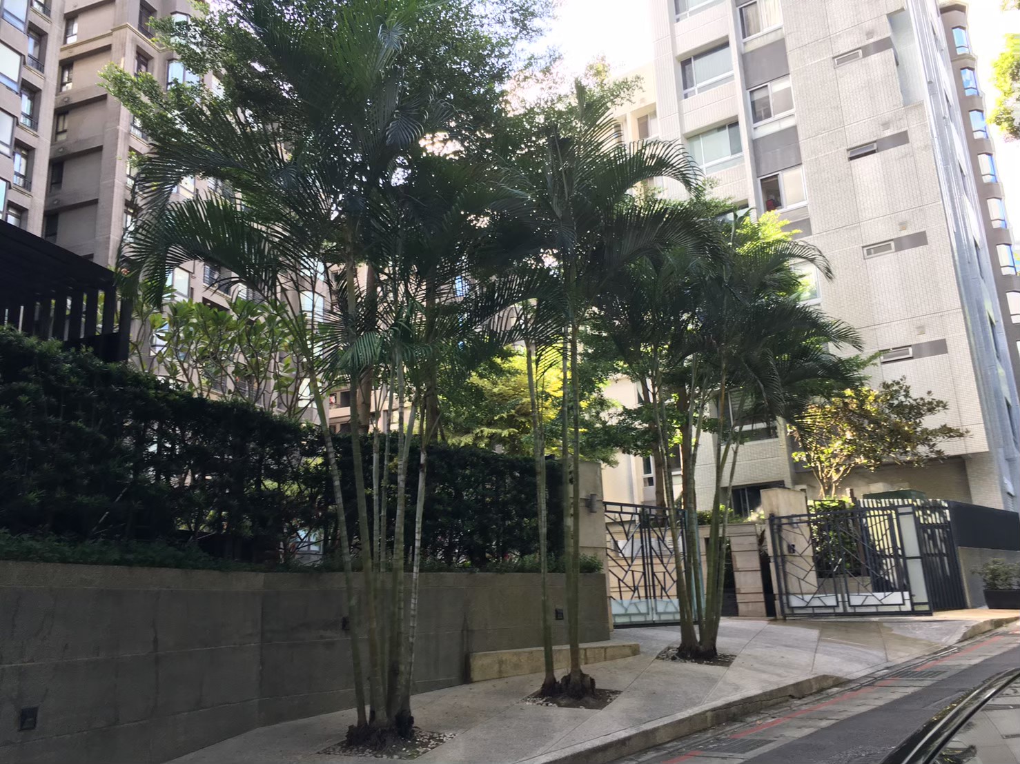 -園藝修剪整理,鋸樹矮化作業,花草樹木種植,園藝造園工程,庭院花園整理,割草鋸樹修剪-免費現勘